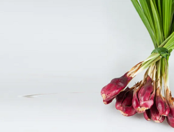 5 Manfaat Bawang Dayak Bagi Kesehatan