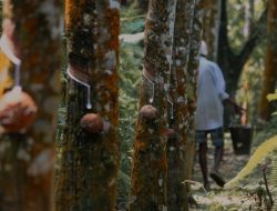 Karet Kalimantan Selatan, Menguatkan Ekonomi Lokal dan Menarik Investasi