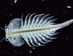 Hari Monyet Laut Nasional, Hewan dari Spesies Udang Air Asin