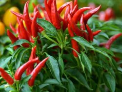 Kenali Cabai Hiyung Tapin Asal Kalimantan 17 Kali Lipat Pedasnya