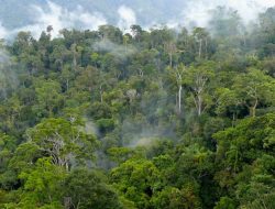 Ancaman Mengintai, Hutan Kalimantan Barat Terancam Deforestasi dan Kerusakan Lingkungan