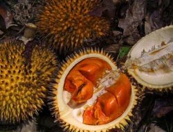 Mirip Durian, Ini Manfaat Buah Lai Asli Kalimantan untuk Kesehatan