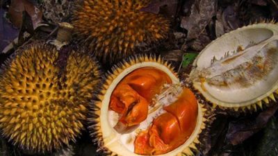 Mirip Durian, Ini Manfaat Buah Lai Asli Kalimantan untuk Kesehatan