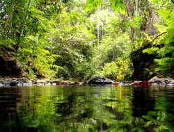 Mengenal Lebih Dekat Pesona Hutan Lindung Sungai Wain