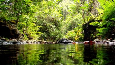 Mengenal Lebih Dekat Pesona Hutan Lindung Sungai Wain