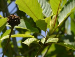 Presiden Jokowi Pimpin Rapat Terkait Budidaya Kratom di Indonesia