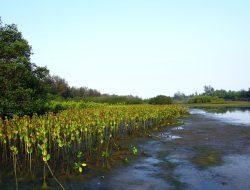 Gubenur Ikuti Kick Off Penanaman Mangrove di Tanah Tidung