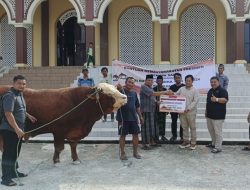 OIKN Menyerahkan Hewan Kurban Sapi dari Presiden ke Masjid Darussalam Sepaku