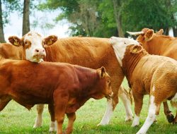 OIKN Dapat Jatah 1 Ekor Hewan Kurban Sapi Dari Presiden Jokowi