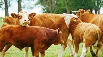 OIKN Dapat Jatah 1 Ekor Hewan Kurban Sapi Dari Presiden Jokowi