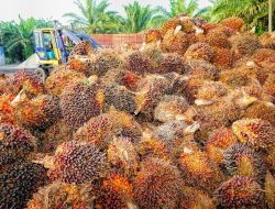 Tandan Buah Segar Sawit Kaltim Alami Penurunan Harga