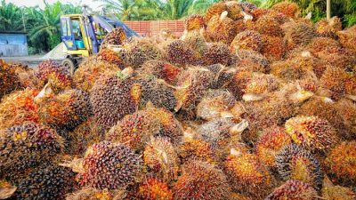 Tandan Buah Segar Sawit Kaltim Alami Penurunan Harga