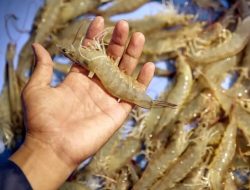 Inovasi Gubernur Kalteng, Sukses Pasarkan Udang Diluar Pulau Kalimantan