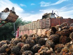Rencana Pemprov Kaltara Bangun Industri Minyak Kelapa Sawit