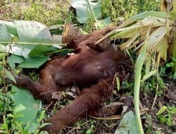 BKSDA Kalbar Selidiki Kematian Orang Utan di Kayong Utara