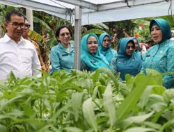 Akmal Malik Dampingi Istri Tito Tinjau Tanaman Sayur Kangkung