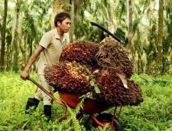 Pekerja Perkebunan di Kaltim 316 Ribu Orang Didominasi Sektor Sawit