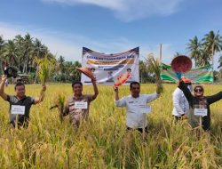 Pemprov Gelar Panen Raya Bersama Gapoktan Mamminasae Sebatik