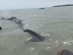 Paus Sperma Terdampar di Perairan Balikpapan Timur