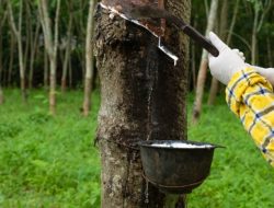 200 Hektare Lahan Karet Diperbaiki untuk Tingkatkan Pendapatan Pekebun