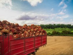 Kenaikan Harga TBS Kelapa Sawit di Kaltim Dipicu Oleh Naiknya Harga CPO
