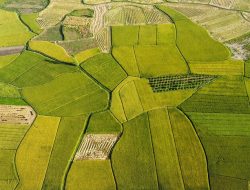 Kesejahteraan Petani Kaltim Terjaga: NTP Oktober 2024 Capai 139,16