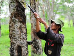 Harga Karet Stabil, Petani Diminta Menjaga Kualitas