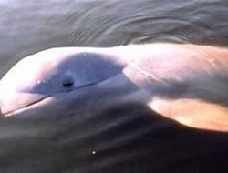 Mengungkap Fakta Menarik Tentang Pesut Mahakam