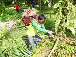 Lonjakan Harga TBS Sawit Dorong Kesejahteraan Petani