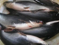 Pengembangan Budi Daya Ikan Air Tawar di PPU