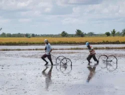 Kalsel Siapkan 41.829 Hektare untuk Optimalisasi Lahan Rawa
