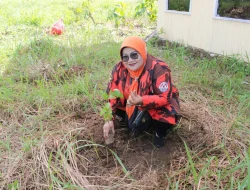 Pemuda Pancasila Balangan Tanam 50 Bibit Pohon