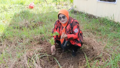 Pemuda Pancasila Balangan Tanam 50 Bibit Pohon