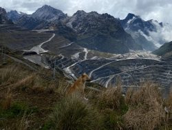 Freeport Lanjutkan Reklamasi Kawasan Eks Tambang Grasberg