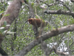 Menjaga Rimbun Mangrove Kalimantan untuk Rumah Bekantan