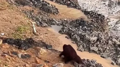 BKSDA Kaltim Cari Orangutan di Area Tambang