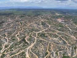 Seluruh Provinsi Alami Deforestasi Kecuali Jakarta pada 2024, Kalimantan Timur Tertinggi