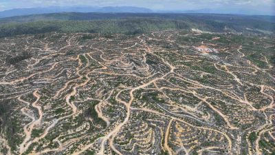 Seluruh Provinsi Alami Deforestasi Kecuali Jakarta pada 2024, Kalimantan Timur Tertinggi