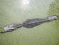 Buaya Diduga Mangsa Bocah di Sungai Sangatta Berhasil Ditangkap Tim Gabungan