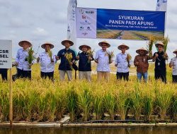 Panen Raya Padi Apung di HSS: Bukti Sinergi Pemerintah, Lembaga Keuangan, dan Petani