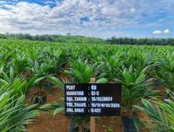 Disbunnak Kalsel Perkuat Sertifikasi Benih Kelapa Sawit untuk Perkebunan Berkelanjutan