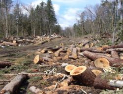 Walhi Kalteng Laporkan 12 Perusahaan atas Dugaan Kejahatan Lingkungan ke KLHK dan Kemenhut