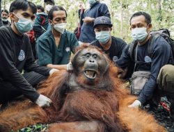 Orangutan Masuk Kebun Warga di Ketapang Dipindahkan ke Hutan Lindung Gunung Tarak
