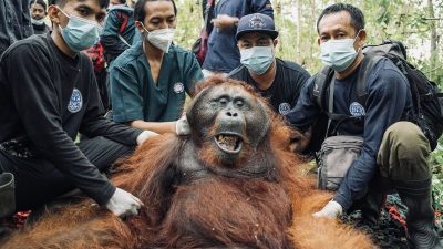 Istimewa - Orangutan jantan yang kerap masuk ke kebun warga di Ketapang akhirnya dipindahkan ke Hutan Lindung Gunung Tarak untuk menjaga kelestarian habitatnya