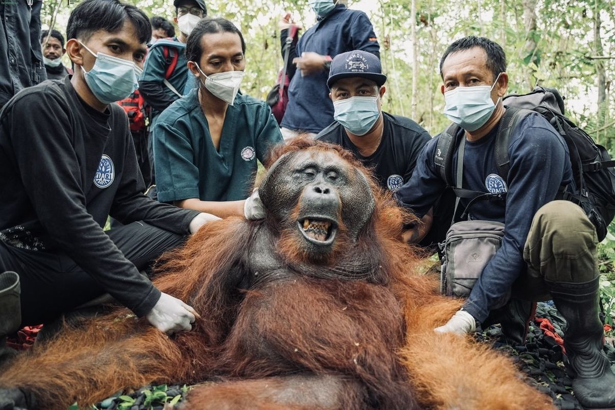 Istimewa - Orangutan jantan yang kerap masuk ke kebun warga di Ketapang akhirnya dipindahkan ke Hutan Lindung Gunung Tarak untuk menjaga kelestarian habitatnya