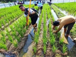 Hama Tungro Serang Tujuh Desa di Tatah Makmur, Penyuluh Pertanian Lakukan Gerakan Pengendalian