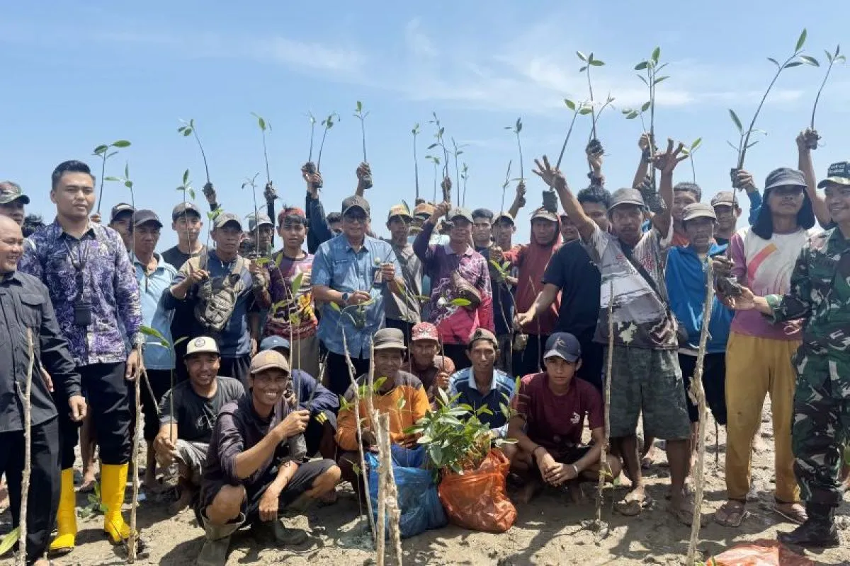Istimewa - Dislautkan Kalsel tanam 113 ribu mangrove pulihkan ekosistem pesisir
