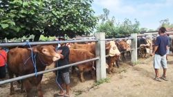 Ilustrasi - Nunukan mendapat alokasi satu ekor sapi dengan bobot 800 kilogram (kg) dari presiden Prabowo