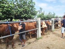 Presiden Prabowo Salurkan Bantuan Sapi Kurban untuk Warga Nunukan