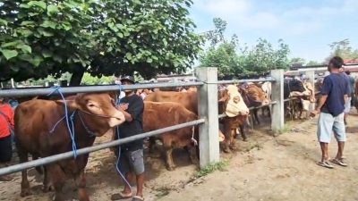 Presiden Prabowo Salurkan Bantuan Sapi Kurban untuk Warga Nunukan